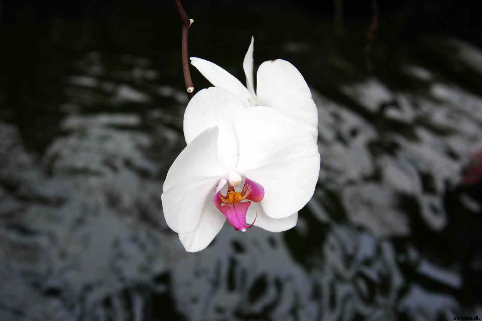 * Image 56