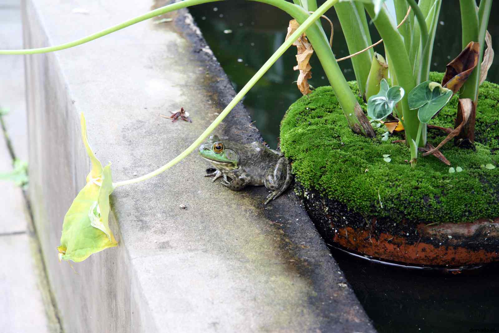 * Image 58