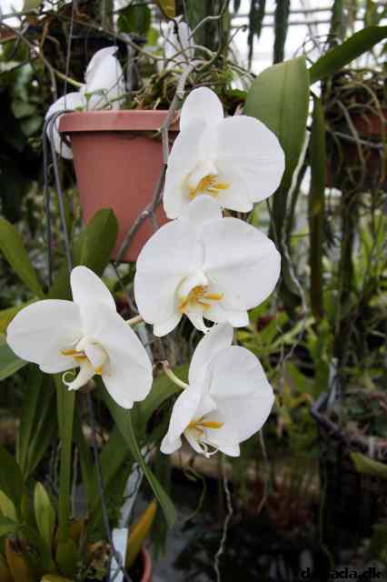 * Image 49