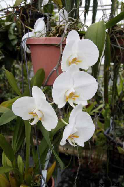 * Image 50