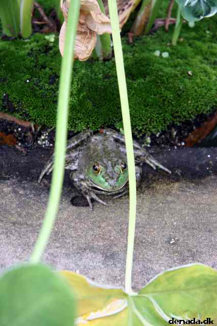 * Image 59