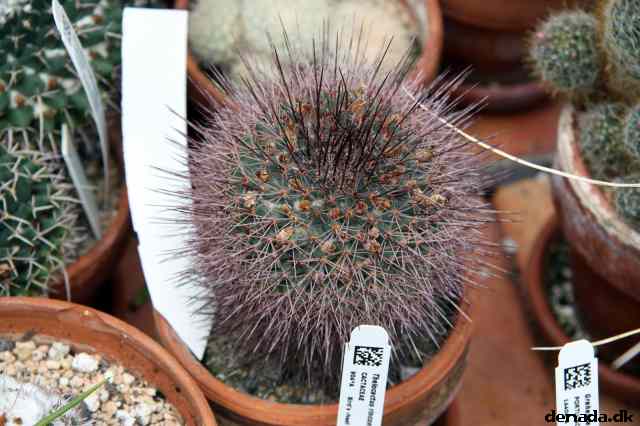 * Image 39