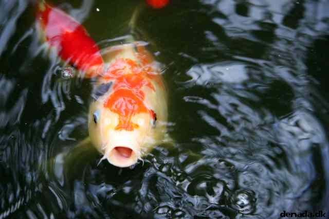 * Image 54