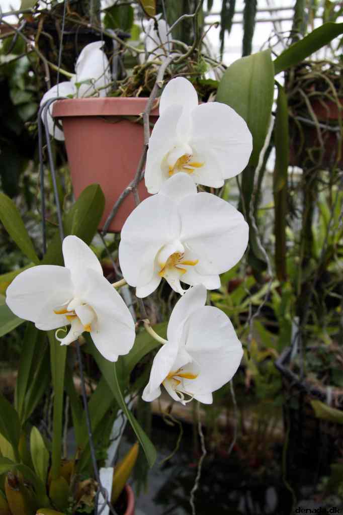 * Image 49