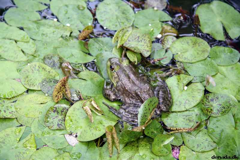 * Image 51