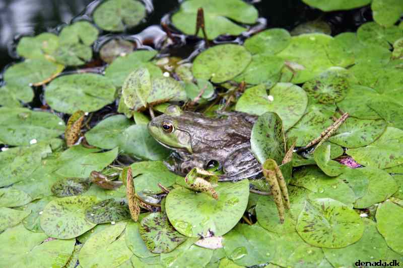 * Image 53