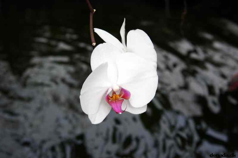 * Image 56