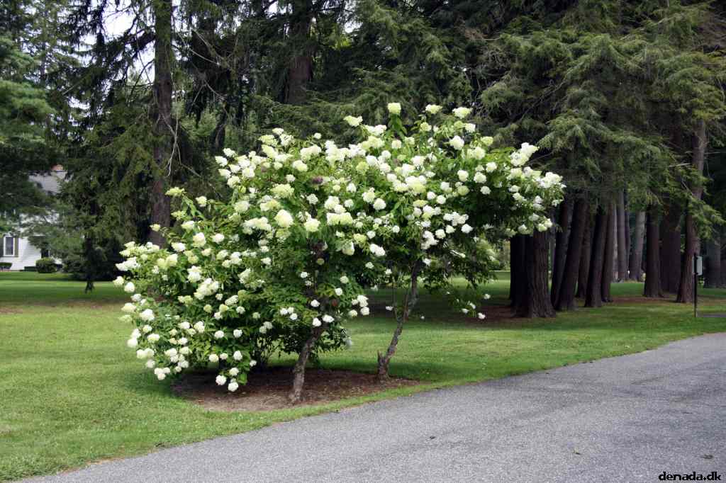 * Image 11