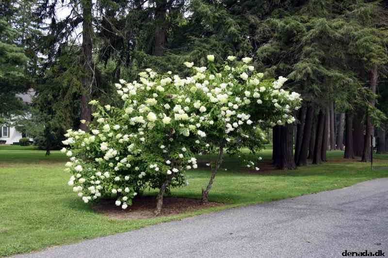 * Image 11