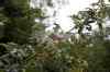 200908240148m.jpg - 2009:08:24 11:06:29