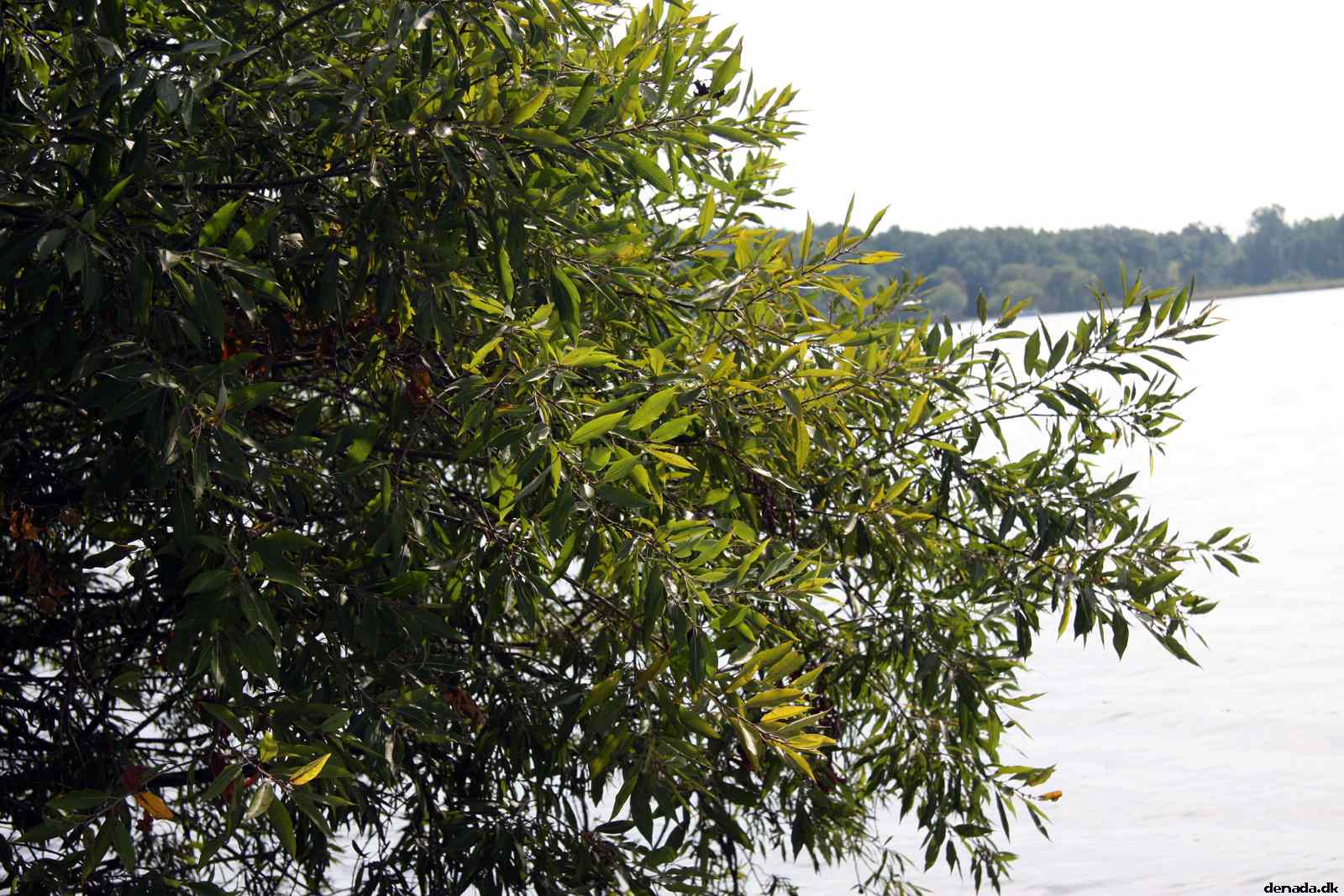 * Image 6
