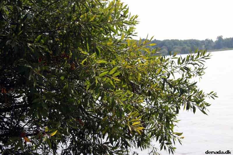 * Image 6