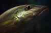 200908260024m.jpg - 2009:08:26 13:02:54