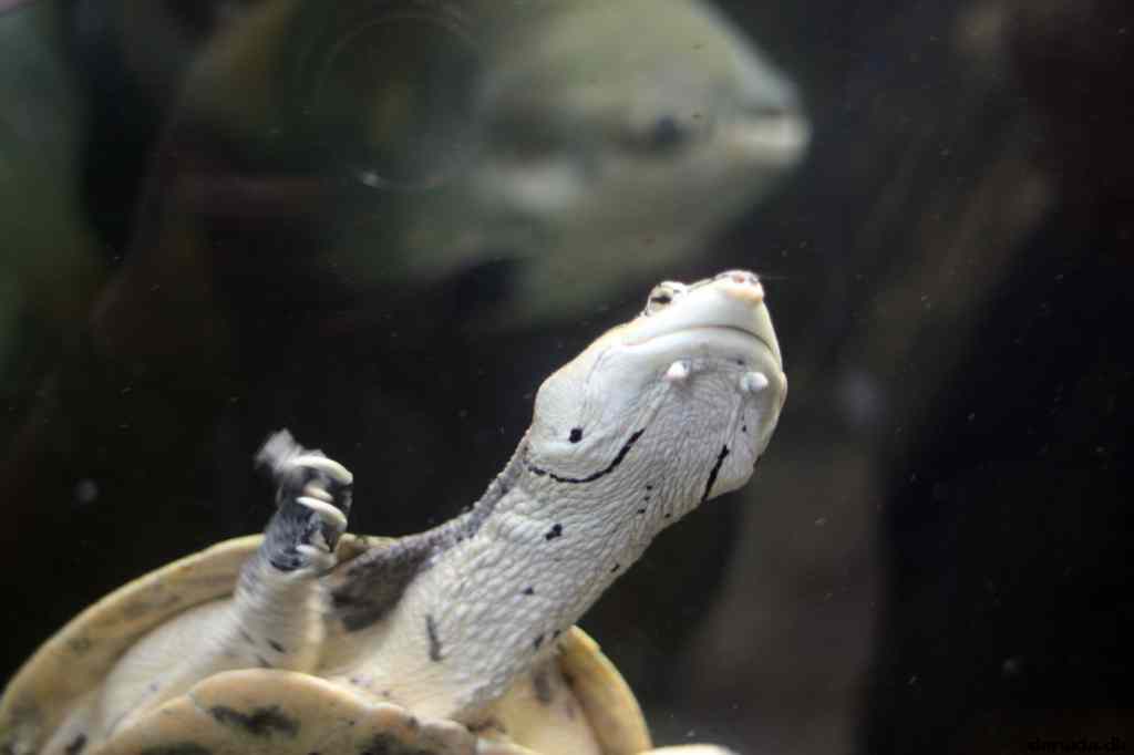 * Image 31