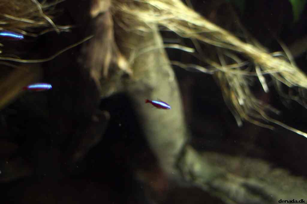 * Image 33