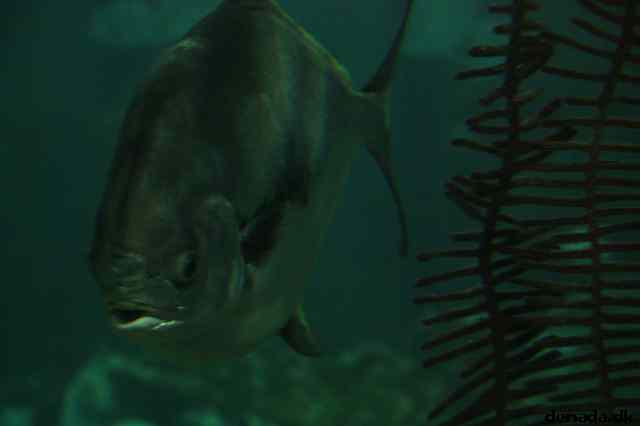 * Image 13