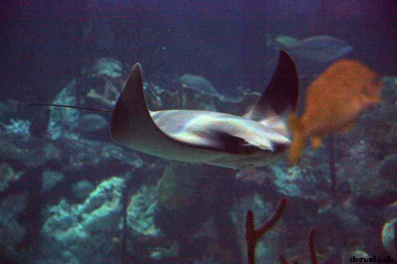 * Image 11