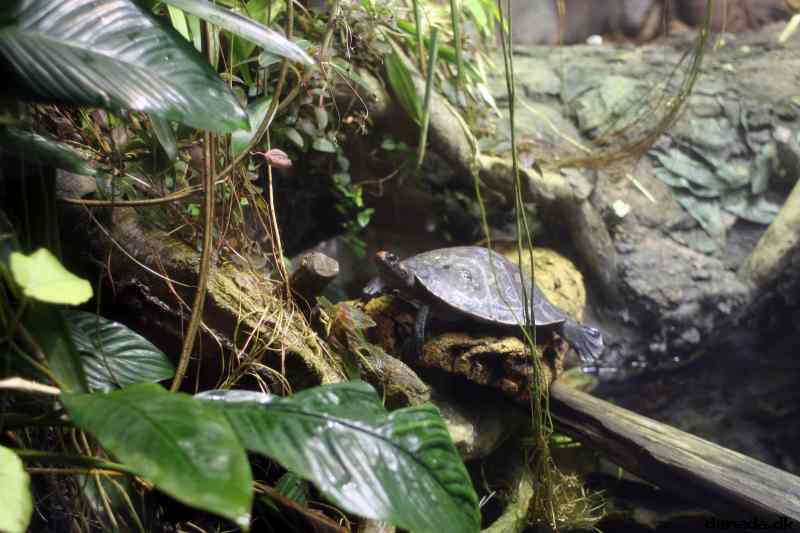 * Image 37