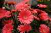 200908290014m.jpg - 2009:08:29 12:21:54