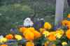 200908310049m.jpg - 2009:08:31 10:54:01