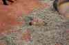 200908310056m.jpg - 2009:08:31 10:57:51