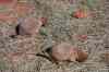 200908310057m.jpg - 2009:08:31 10:58:00