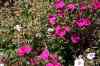 200908310274m.jpg - 2009:08:31 13:00:29