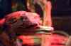 200908310277m.jpg - 2009:08:31 13:02:19