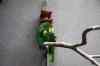200908310307m.jpg - 2009:08:31 13:10:20