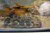 200908310316m.jpg - 2009:08:31 13:20:17