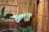 200908310317m.jpg - 2009:08:31 13:20:38