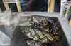200908310320m.jpg - 2009:08:31 13:25:04