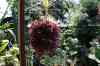 200908310332m.jpg - 2009:08:31 13:33:21