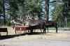 200908310356m.jpg - 2009:08:31 14:18:11