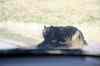 200908310407m.jpg - 2009:08:31 14:36:30