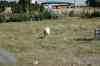 200908310421m.jpg - 2009:08:31 14:43:01