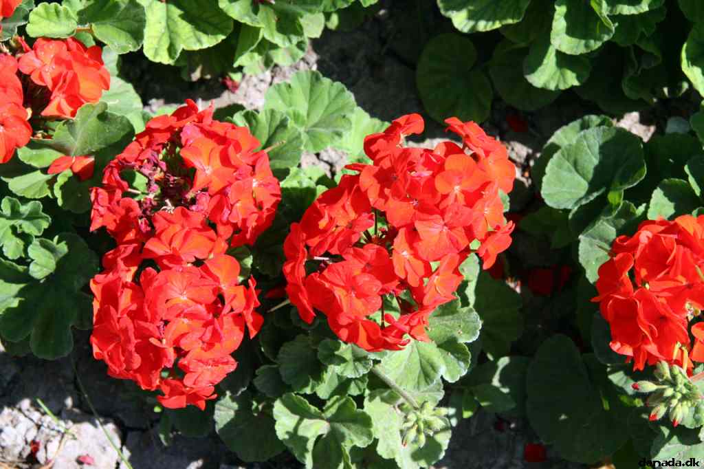 * Image 44