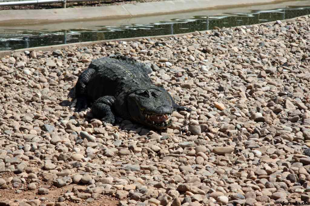 * Image 84