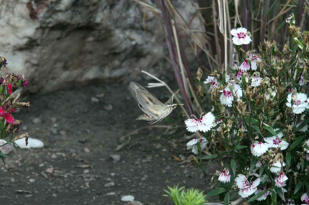 * Image 91