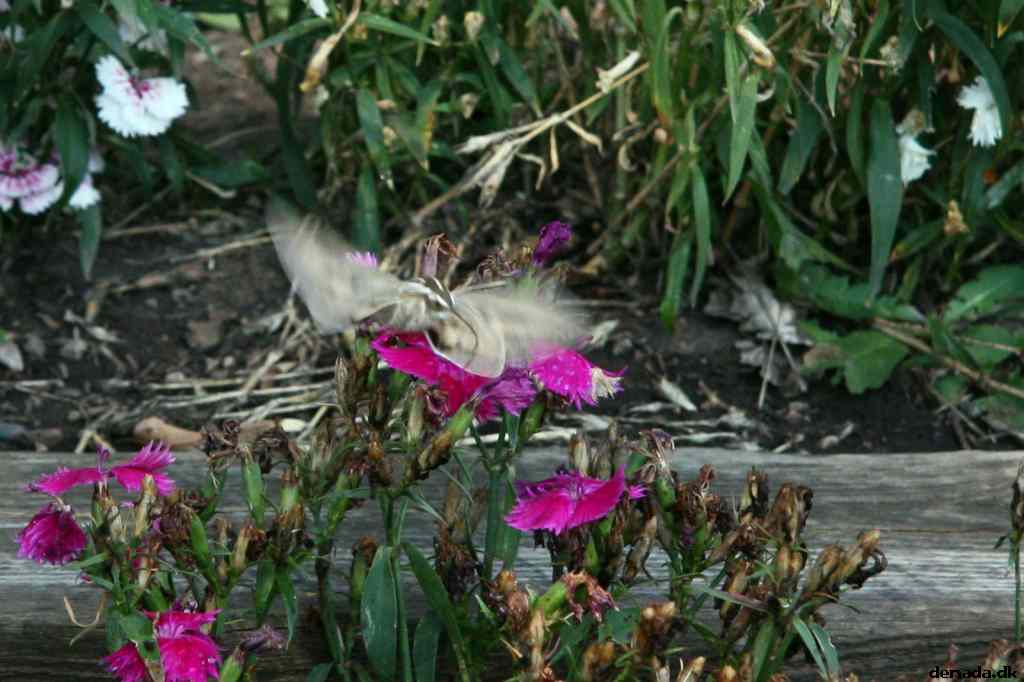 * Image 92