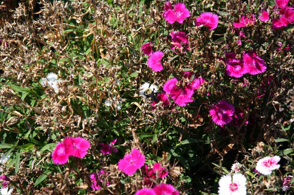 * Image 94