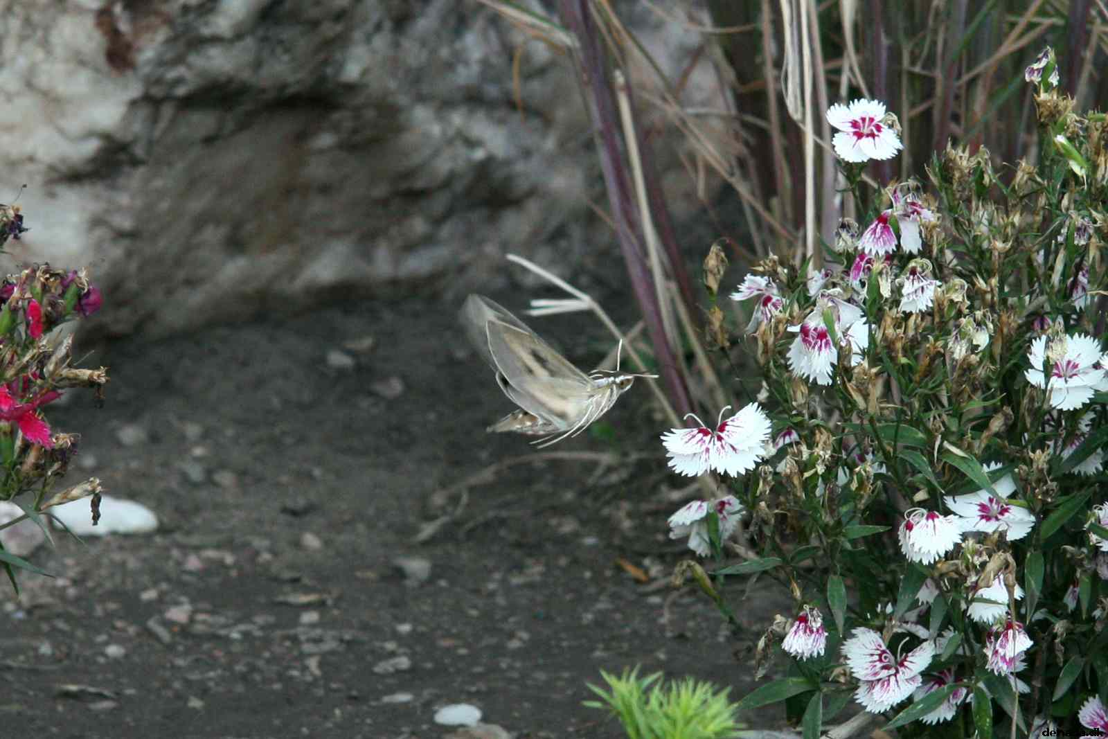 * Image 91