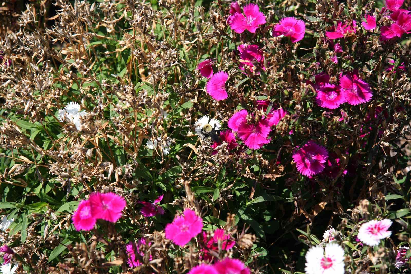 * Image 94
