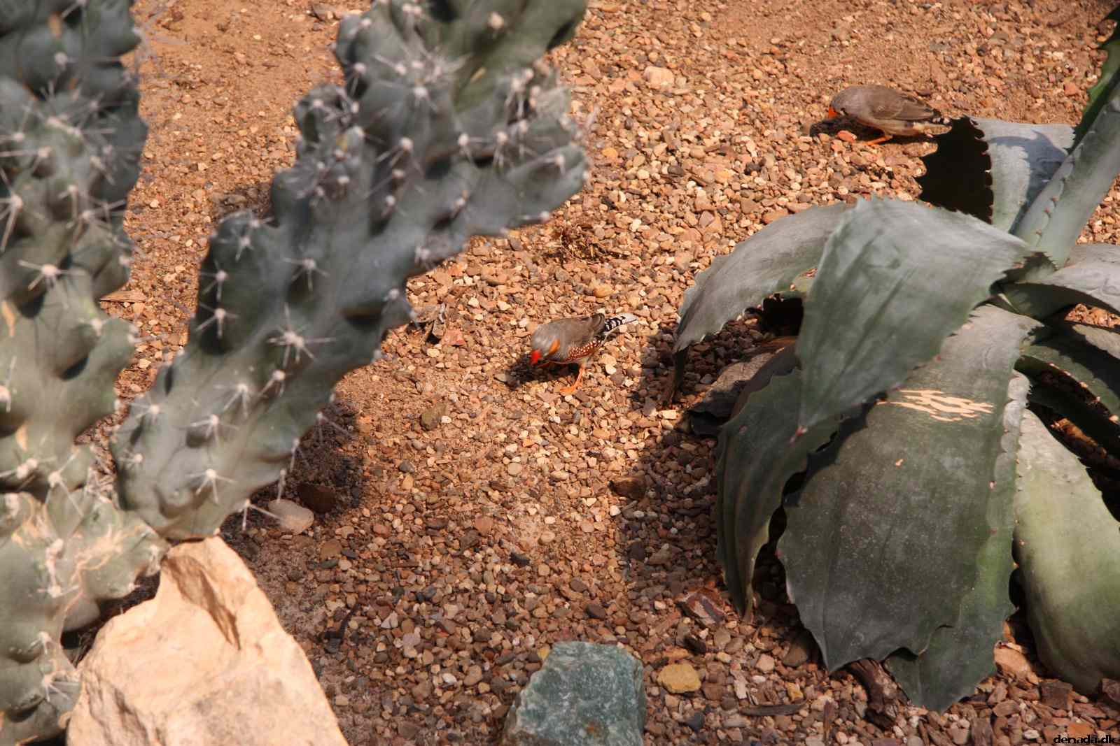 * Image 99