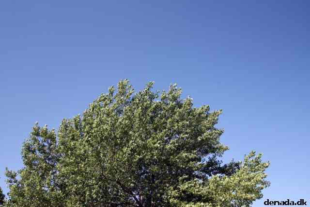 * Image 22