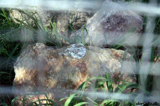 * Image 43