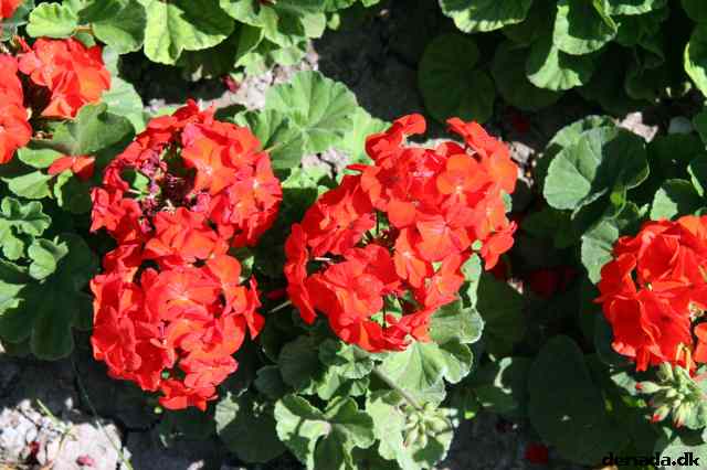 * Image 44