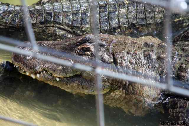 * Image 51