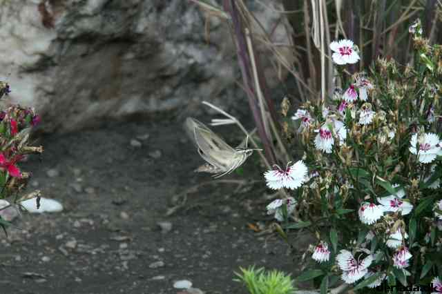 * Image 91