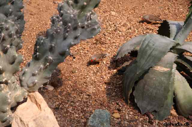 * Image 99